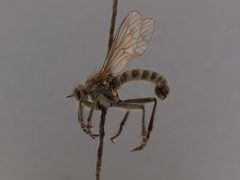 Lasiopogon ripicola by the Smithsonian. Used under a CC0 license.