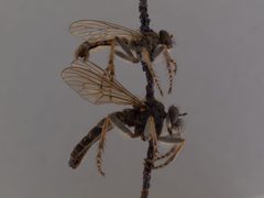Lasiopogon shermani by the Smithsonian. Used under a CC0 license.