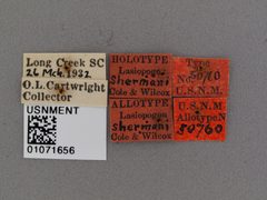 Lasiopogon shermani by the Smithsonian. Used under a CC0 license.