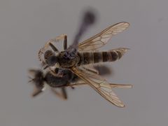 Lasiopogon shermani by the Smithsonian. Used under a CC0 license.