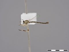 Leptogaster aganniphe by the Smithsonian. Used under a CC0 license.
