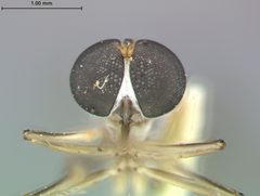 Leptogaster martini by the Smithsonian. Used under a CC0 license.