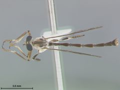 Leptogaster martini by the Smithsonian. Used under a CC0 license.