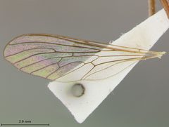 Leptogaster patula by the Smithsonian. Used under a CC0 license.