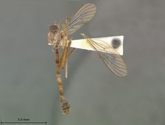 Leptogaster patula by the Smithsonian. Used under a CC0 license.