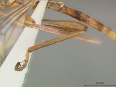 Leptogaster patula by the Smithsonian. Used under a CC0 license.