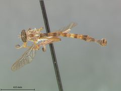 Leptogaster patula by the Smithsonian. Used under a CC0 license.