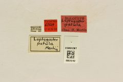 Leptogaster patula by the Smithsonian. Used under a CC0 license.