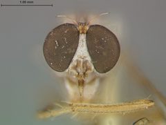 Leptogaster patula by the Smithsonian. Used under a CC0 license.
