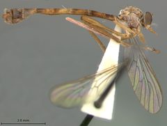 Leptogaster patula by the Smithsonian. Used under a CC0 license.