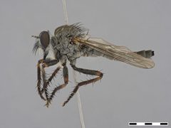 Machimus occidentalis by the Smithsonian. Used under a CC0 license.