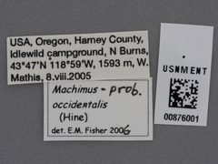 Machimus occidentalis by the Smithsonian. Used under a CC0 license.