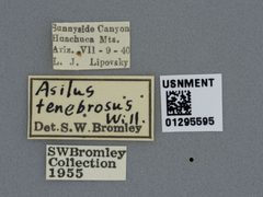 Machimus tenebrosus by the Smithsonian. Used under a CC0 license.