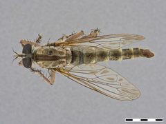 Machimus tenebrosus by the Smithsonian. Used under a CC0 license.