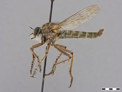 Machimus tenebrosus by the Smithsonian. Used under a CC0 license.