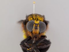 Mallophora sp. by the Smithsonian. Used under a CC0 license.