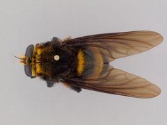 Mallophora sp. by the Smithsonian. Used under a CC0 license.