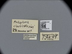 Megaphorus clausicellus by the Smithsonian. Used under a CC0 license.