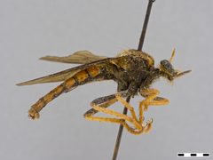 Microstylum mexicanus by the Smithsonian. Used under a CC0 license.