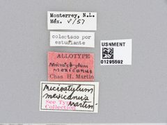 Microstylum mexicanus by the Smithsonian. Used under a CC0 license.