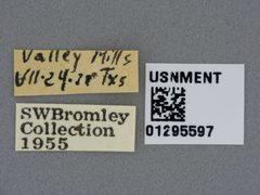 Microstylum morosum by the Smithsonian. Used under a CC0 license.