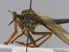 Microstylum morosum by the Smithsonian. Used under a CC0 license.