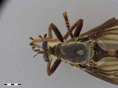 Microstylum morosum by the Smithsonian. Used under a CC0 license.