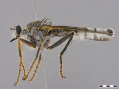 Microstylum sp. by the Smithsonian. Used under a CC0 license.