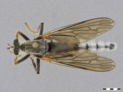Microstylum sp. by the Smithsonian. Used under a CC0 license.