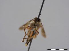 Nicocles dives by the Smithsonian. Used under a CC0 license.
