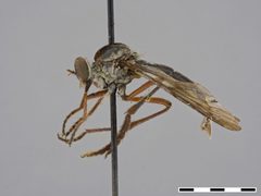 Nicocles dives by the Smithsonian. Used under a CC0 license.