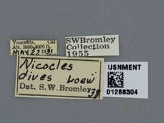Nicocles dives by the Smithsonian. Used under a CC0 license.