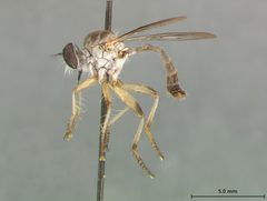 Ommatius gemma by the Smithsonian. Used under a CC0 license.