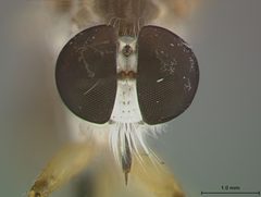Ommatius gemma by the Smithsonian. Used under a CC0 license.