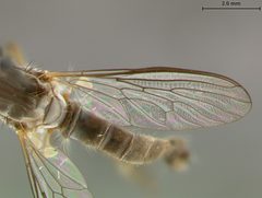 Ommatius gemma by the Smithsonian. Used under a CC0 license.