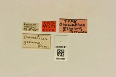 Ommatius gemma by the Smithsonian. Used under a CC0 license.