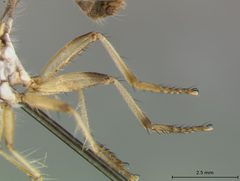 Ommatius gemma by the Smithsonian. Used under a CC0 license.
