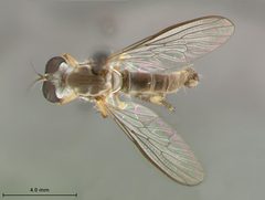 Ommatius gemma by the Smithsonian. Used under a CC0 license.