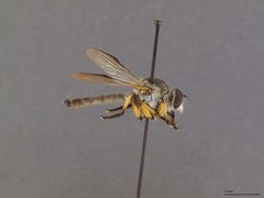 Ommatius ouachitensis by the Smithsonian. Used under a CC0 license.