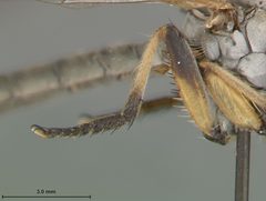 Ommatius ouachitensis by the Smithsonian. Used under a CC0 license.