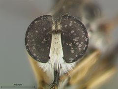 Ommatius ouachitensis by the Smithsonian. Used under a CC0 license.