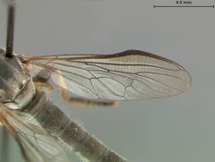 Ommatius ouachitensis by the Smithsonian. Used under a CC0 license.