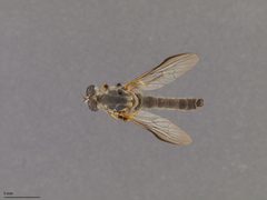 Ommatius ouachitensis by the Smithsonian. Used under a CC0 license.