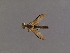 Ommatius tibialis by the Smithsonian. Used under a CC0 license.