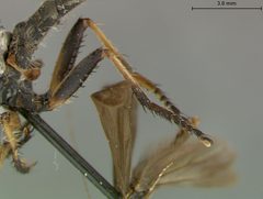 Ommatius tibialis by the Smithsonian. Used under a CC0 license.