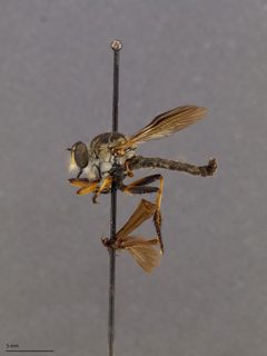 Ommatius tibialis by the Smithsonian. Used under a CC0 license.