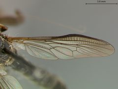 Ommatius tibialis by the Smithsonian. Used under a CC0 license.