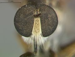 Ommatius tibialis by the Smithsonian. Used under a CC0 license.