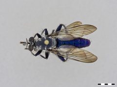 Orthogonis sp. by the Smithsonian. Used under a CC0 license.