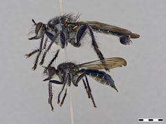 Orthogonis sp. by the Smithsonian. Used under a CC0 license.